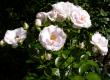 tn_gallery_276_1646_23427.jpg