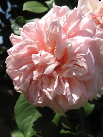 gallery_12378_3611_24027.jpg