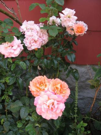 gallery_12378_3611_38822.jpg