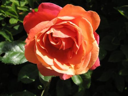 gallery_12378_3611_78457.jpg