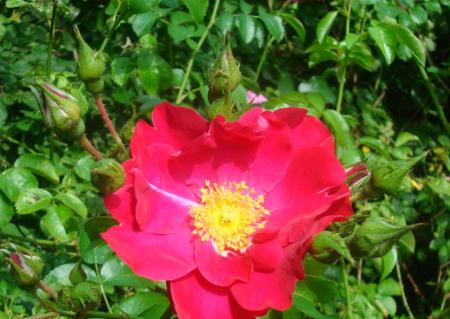 gallery_12789_2988_228507.jpg