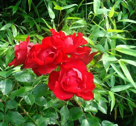 gallery_12789_2988_390046.jpg