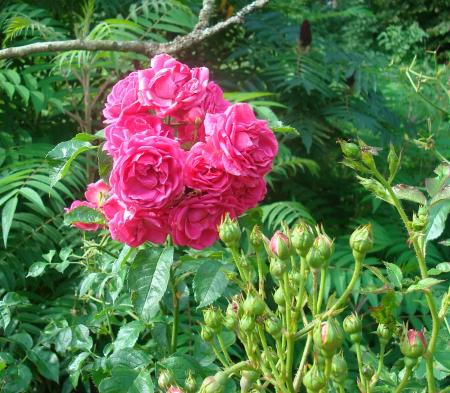 gallery_12789_2988_6410.jpg