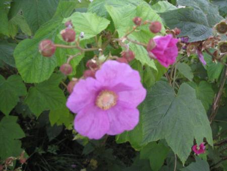 gallery_23204_3784_39122.jpg