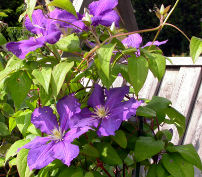 gallery_276_1322_82679.jpg