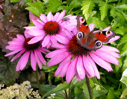 gallery_276_1328_41760.jpg