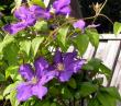 tn_gallery_276_1322_82679.jpg
