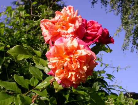 gallery_276_1250_35263.jpg