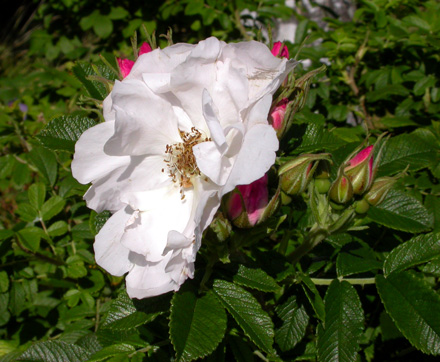 gallery_276_1645_62928.jpg