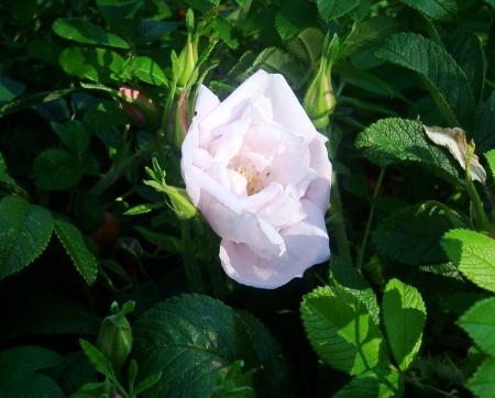 gallery_12789_2988_102615.jpg