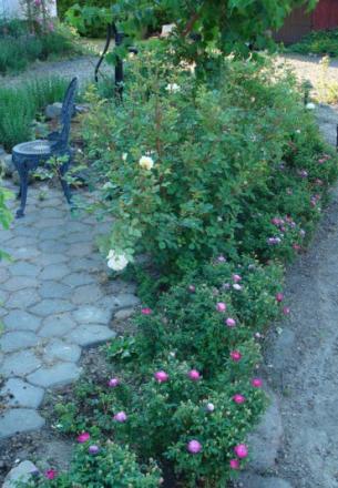 gallery_12789_2988_10728.jpg