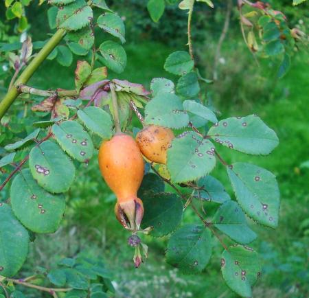 gallery_12789_2988_126758.jpg