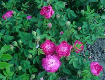 gallery_12789_2988_13041.jpg