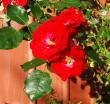 tn_gallery_12789_2988_227554.jpg