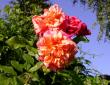tn_gallery_276_1250_35263.jpg