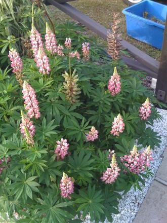 gallery_25026_3768_16856.jpg