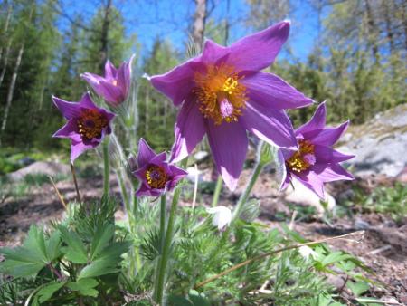 gallery_25508_3797_250699.jpg