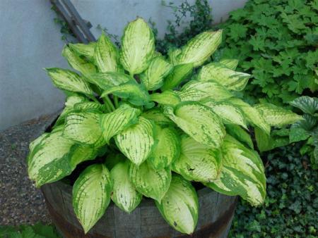 gallery_5956_3280_23648.jpg