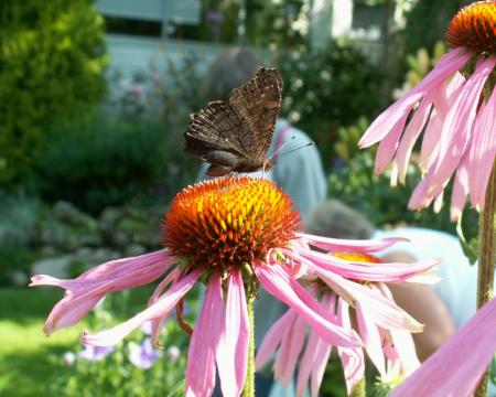 gallery_19984_3806_117544.jpg