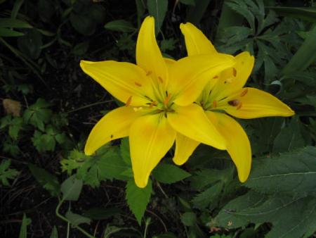 gallery_23204_3784_12455.jpg
