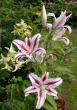 tn_gallery_276_1323_68529.jpg