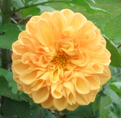 gallery_11610_3415_34923.jpg