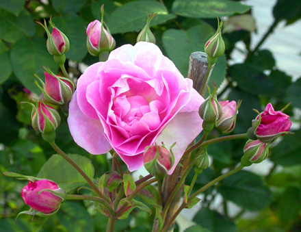 gallery_276_1247_34366.jpg