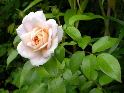 gallery_276_1646_26077.jpg
