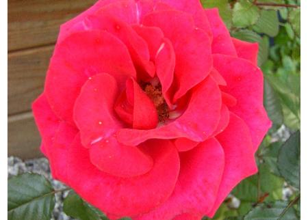 gallery_14337_3814_141614.jpg