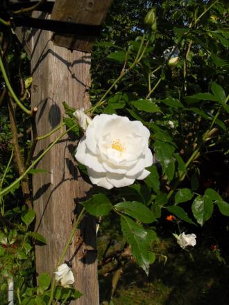 gallery_20295_3065_104087.jpg
