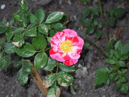gallery_20295_3065_45806.jpg