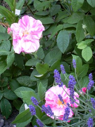 gallery_20295_3065_85544.jpg