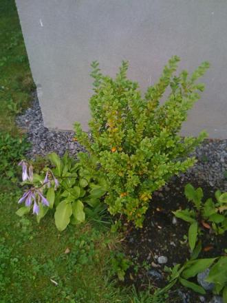gallery_25634_3820_51710.jpg