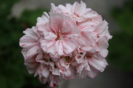 gallery_12858_1273_10669.jpg