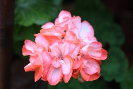 gallery_12858_1273_24077.jpg