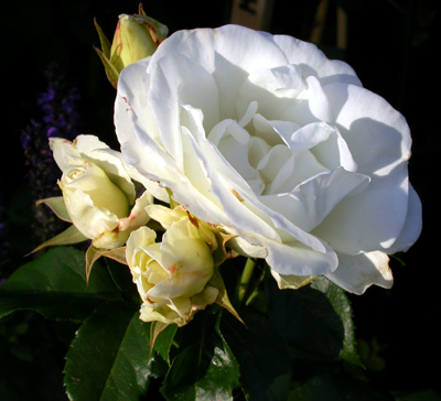 gallery_276_1646_41193.jpg