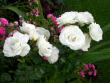 tn_gallery_276_1646_11999.jpg