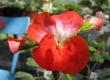 tn_gallery_352_2076_52812.jpg