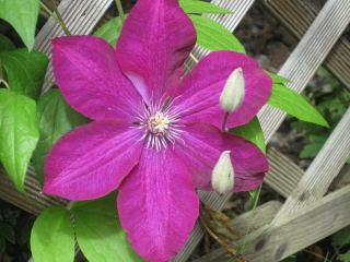 gallery_4383_3837_31173.jpg