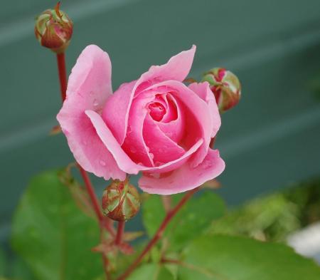 gallery_18343_3836_111786.jpg