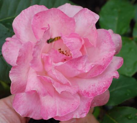 gallery_18343_3836_285288.jpg