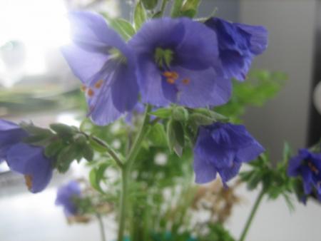 gallery_6210_3832_115740.jpg