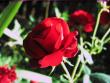 tn_gallery_23163_3824_142766.jpg