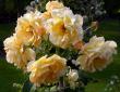 tn_gallery_276_1250_49185.jpg