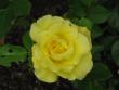 tn_gallery_4383_3837_11878.jpg
