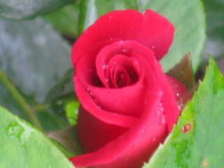 gallery_4383_3837_12959.jpg