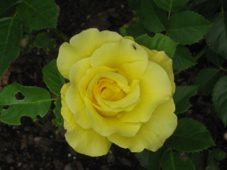 gallery_4383_3837_12968.jpg