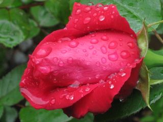 gallery_4383_3837_30351.jpg