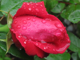 gallery_4383_3837_31875.jpg