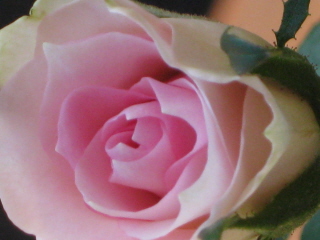 gallery_4383_3837_32304.jpg